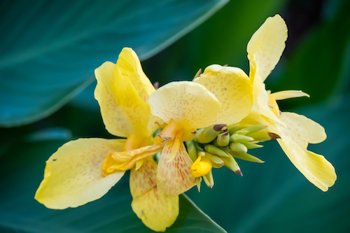 Yellow flower close-up