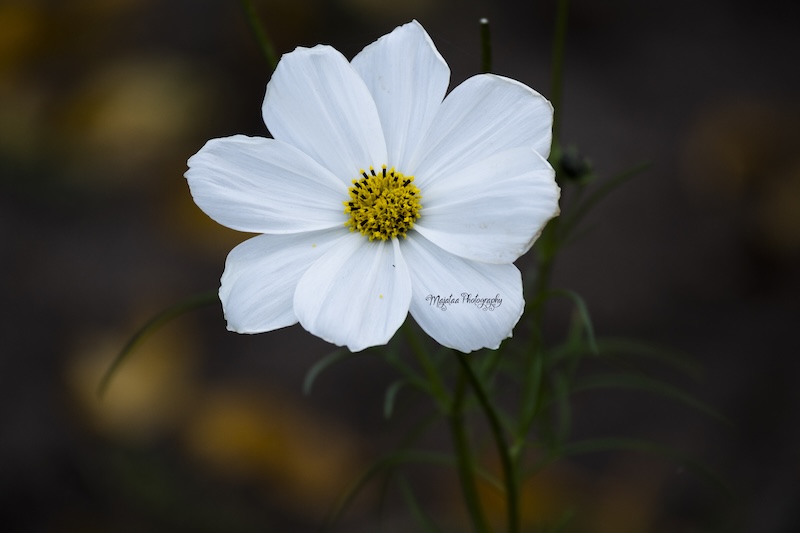 White flower macro